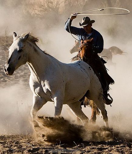 Mustang lófajta fotó és videó, leírás, történetét és jellemzőit (Mustang) Mustang lófajta fotó és videó, leírás, történetét és jellemzőit