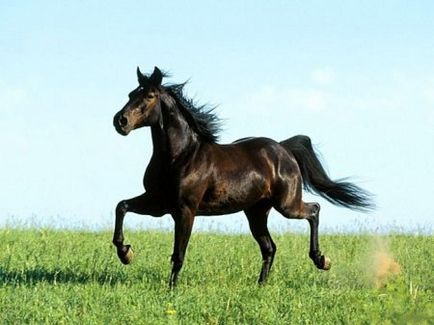 Caii din Mustang reproduc fotografii și video, descriere, istorie și caracteristici
