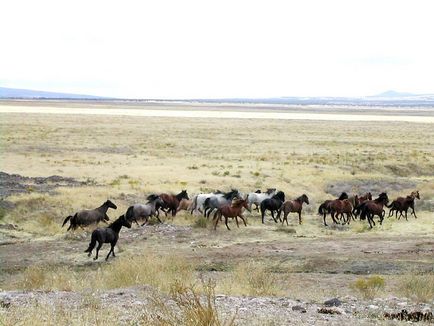 Caii din Mustang reproduc fotografii și video, descriere, istorie și caracteristici