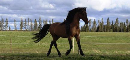 Кінь породи кігер-мустанг історія, характер, вартість
