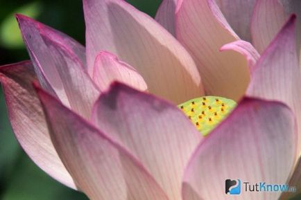 Cultivarea lotusului la domiciliu, afaceri în cabane