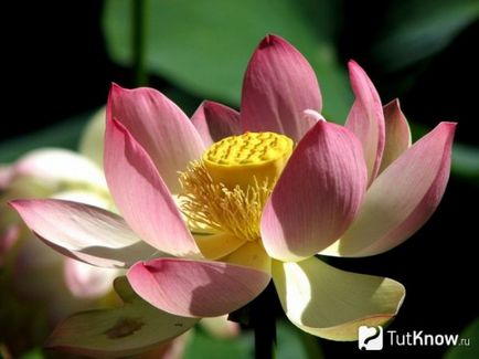 Cultivarea lotusului la domiciliu, afaceri în cabane