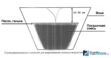 Лотос вирощування в домашніх умовах, дачні справи