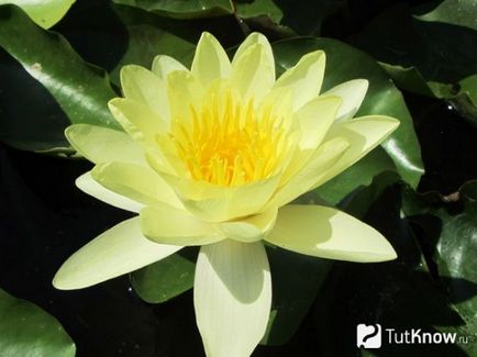 Cultivarea lotusului la domiciliu, afaceri în cabane