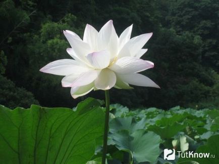 Cultivarea lotusului la domiciliu, afaceri în cabane