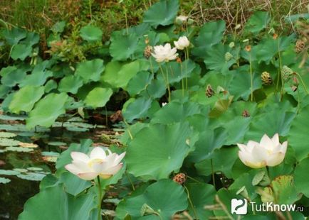 Cultivarea lotusului la domiciliu, afaceri în cabane