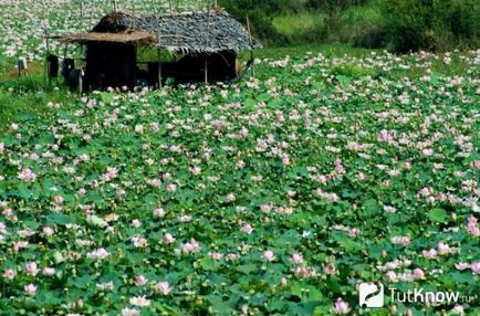 Cultivarea lotusului la domiciliu, afaceri în cabane