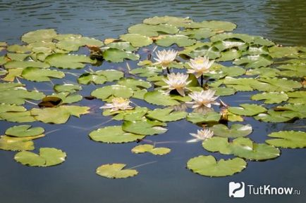 Cultivarea lotusului la domiciliu, afaceri în cabane