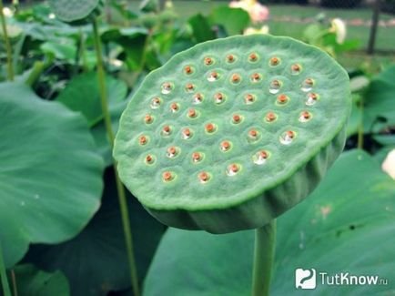 Cultivarea lotusului la domiciliu, afaceri în cabane