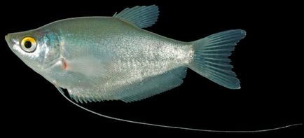 Lunar descrieri gourami conținut reproducere compatibilitate fotografie hrănire, pește de acvariu