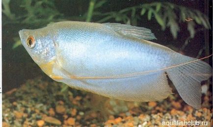 Lunar descrieri gourami conținut reproducere compatibilitate fotografie hrănire, pește de acvariu