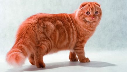Munchkin fajta leírását, a természet és macskák fotó (macska) Munchkin fajta leírását, a természet és macskák fotók