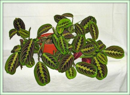 Maranta (maranta)