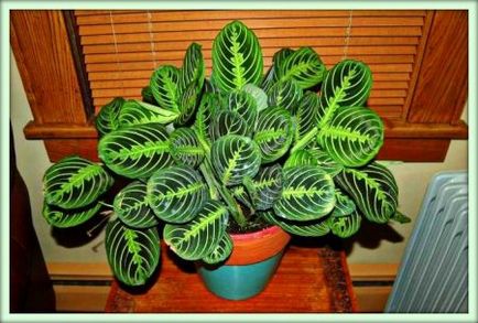 Maranta (maranta)