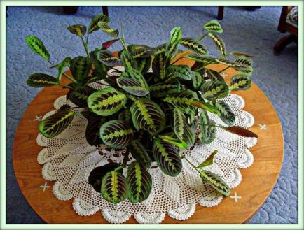 Maranta (maranta)