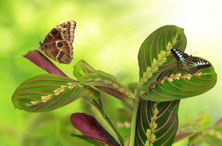 Maranta de îngrijire la domiciliu, specie, fotografie