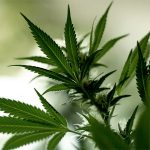 Marijuana - clinica de tratament medicamentos