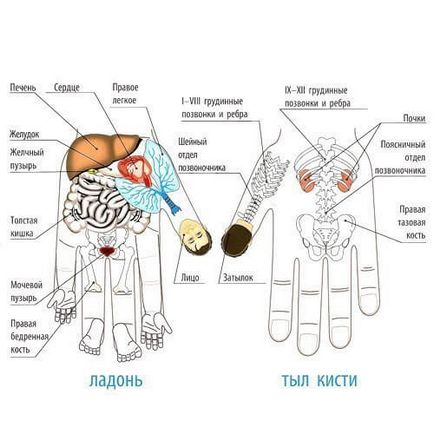 Масаж пальців рук для зниження апетиту і зміцнення імунітету
