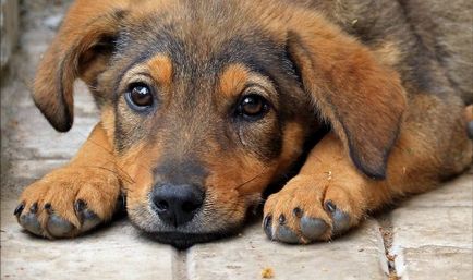 Înmormântarea în masă a câinilor lângă Ekaterinburg - știri despre animalele din lumea oamenilor