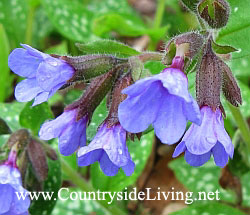 Медуниця (pulmonaria)