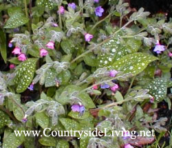 Медуниця (pulmonaria)