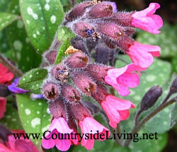 Медуниця (pulmonaria)