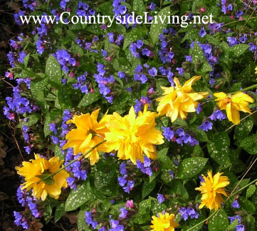 Medunica (pulmonaria)