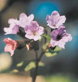 Медуниця (квітка) - опис, вирощування, фото, універсальний портал