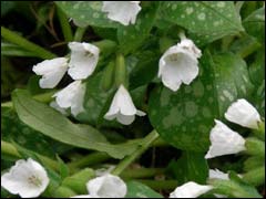 Medunitsa (floare) - descriere, cultivare, fotografie, portal universal