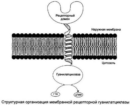 Mecanisme pentru transferul semnalului hormonal către celulă (transducție) - stadopedie