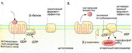 Mecanisme pentru transferul semnalului hormonal către celulă (transducție) - stadopedie