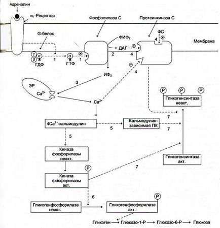 Mecanisme pentru transferul semnalului hormonal către celulă (transducție) - stadopedie