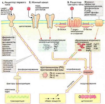 Mecanisme pentru transferul semnalului hormonal către celulă (transducție) - stadopedie