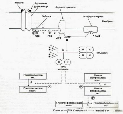 Mecanisme pentru transferul semnalului hormonal către celulă (transducție) - stadopedie