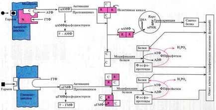 Механизми хормонално сигнална трансдукция в клетката (трансдукция) - studopediya