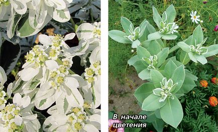 Euphorbia - mireasa veșnică