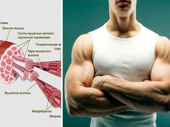 Acid lactic și dureri musculare