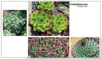 Molodilo (fotografie) specie, îngrijire și plantare, un site despre grădină, cabana și plante de interior