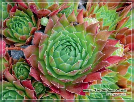 Molodilo (fotografie) specie, îngrijire și plantare, un site despre grădină, cabana și plante de interior