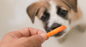 Câinii pot primi recomandări de citrice de la medicii veterinari