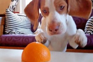 Lehetséges, hogy a kutyák eszik citrus ajánlásait állatorvosok