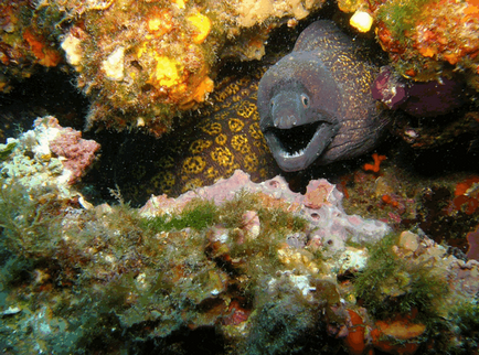 Moray negru