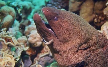 Moray negru