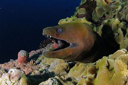 Moray negru