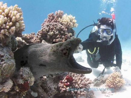 Moray negru