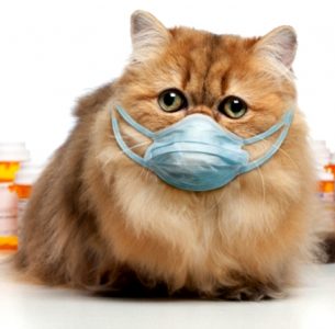 Нежить у кота (риніт) як лікувати в домашніх умовах
