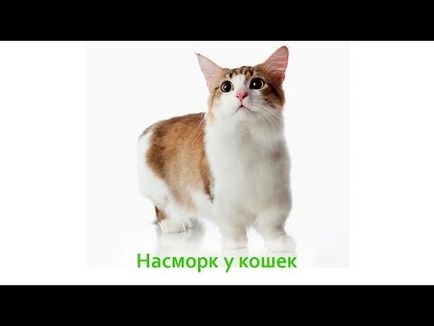 Нежить у кота (риніт) як лікувати в домашніх умовах