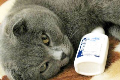 Нежить у кота (риніт) як лікувати в домашніх умовах