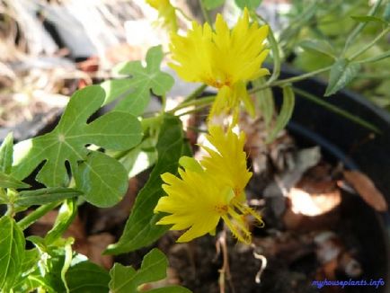 Nasturtium străin - plantele mele de interior