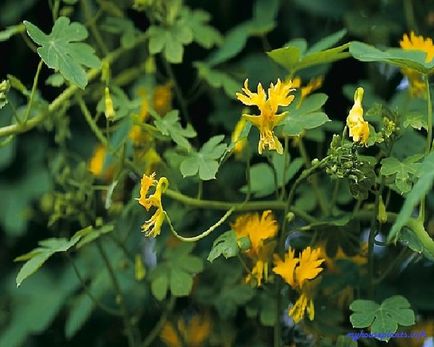 Nasturtium külföldi - én szobanövények (sarkantyúvirág) Nasturtium külföldi - én szobanövények